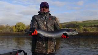 Clearwater River In Lewiston ID Steelhead Fishing OCT 2017 [upl. by Ydarb]