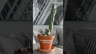 Totem pole cactus ￼ [upl. by Askwith]