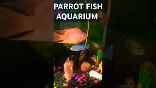 PARROTFISH AQUARIUMparrotfishparrotfishtankaquariumfishviralvideoviralshortsviralshortfish [upl. by Lisab]