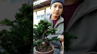 How to trim sekka hinoki bonsai [upl. by Dempster]