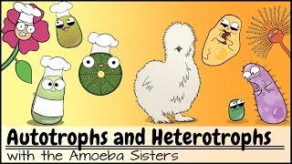 Autotrophs and Heterotrophs [upl. by Thia933]