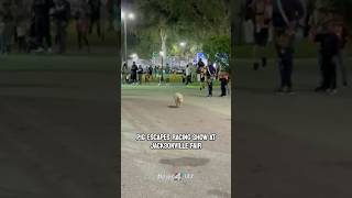 Caught on camera Pig goes “hog wild” after escaping Robinson’s Racing Pigs at Jacksonville Fair [upl. by Magna]