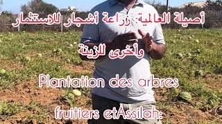 212672931339 أصيلة العالمية زراعة أشجار للاستثمار des arbres fruitiers etAssilah Ornementales [upl. by Akinimod]