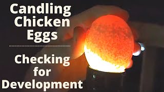 Candling chicken and guinea eggs Giving a chicken guinea eggs to hatch [upl. by Helfand]