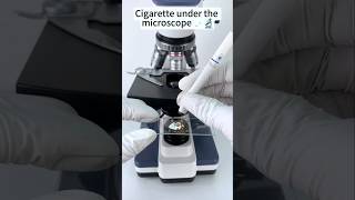 Cigarette tobacco under the microscope shorts [upl. by Glarum]