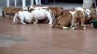 English Bulldogs puppies for sale  wwwmauiexpokennelcom call us  7862069330 [upl. by Mathre226]