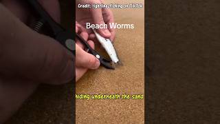 SNAKE SIZED WORMS at the beach fishing worms bugs viral [upl. by Llemrej]