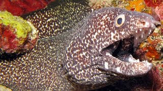 Facts The Spotted Moray Eel [upl. by Anora27]