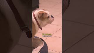 Watch Cesar Millan Train a Bulldog Using ONLY Body Language  dogwhisperer shorts cesarmillan [upl. by Aliekat400]