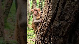 amazing National geographic animal monkey 🐵 इंडिया cutemonkey [upl. by Euqinorev]