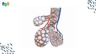 Corps humain  Du système respiratoire à l’alvéole pulmonaire [upl. by Dukie]