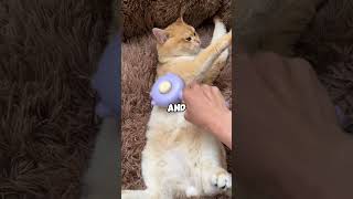 Cat Fur battles Not anymore 😱 catbrush cat funny viral shorts catfur [upl. by Odraleba]