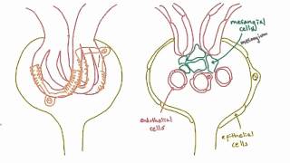 Podocytes  structure and function [upl. by Ansaev]