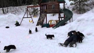 Les chiots Berger allemand de Harley mars 2014 [upl. by Pedaiah]