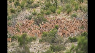 Aoudad Sheep Hunt in the Glass Mountains of West Texas [upl. by Yelyah]