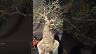 파키푸스Operculicarya pachypus 아프리카식물 bonsai 반려식물 plants 구근식물 [upl. by Inek]