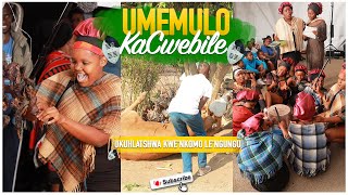 Umemulo KaCwebile Mkhwanazi Ngosuku Lokuhlatshwa KweNkomo [upl. by Eibba]