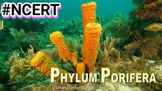 Phylum Porifera in Hindi  Phylum Porifera characteristics animals kingdom biology ncert [upl. by Hanover175]