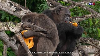 République du Congo  ils sauvent les animaux de la jungle [upl. by Kwabena]