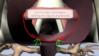 Mucosa of the Larynx and Vocal Cords  3D Anatomy Tutorial [upl. by Orabel]