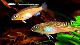 Nanochromis splendens [upl. by Burn]