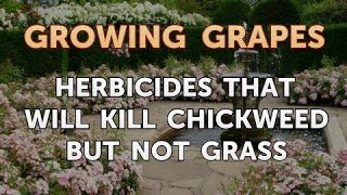 Herbicides That Will Kill Chickweed but Not Grass [upl. by Ollie]