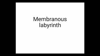 Membranous labyrinth ENT [upl. by Unhsiv812]