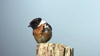 Tarier pâtre stonechat saxicola rubicola OyePlage mai 2024 [upl. by Nottap294]