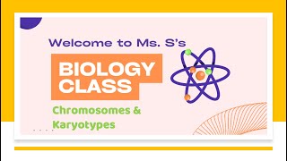 Chromosomes amp Karyotypes [upl. by Alon]