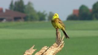 Bruant jaune  Emberiza citrinella [upl. by Piselli]