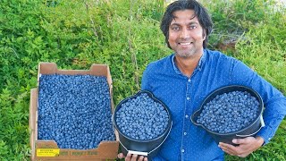 5 Tips to Grow Lots of Blueberries [upl. by Ponce]