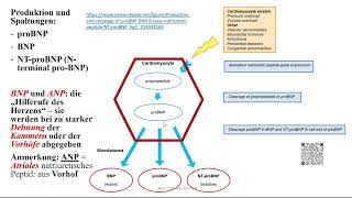 Herzinsuffizienz 3 BNP und ANP Neprilysin und NeprilysinHemmung  ARNI [upl. by Vanessa]