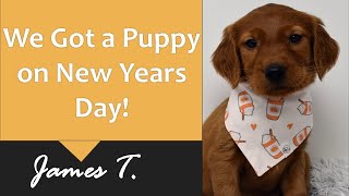 We Got A Golden Retriever Puppy On New Years Day goldenretriever puppy [upl. by Sanoj806]