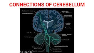 Connections of Cerebellum [upl. by Reimer]