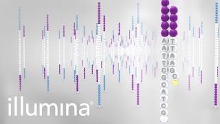 Overview of Illumina Sequencing by Synthesis Workflow [upl. by Hubsher]