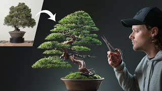 Restoring a Neglected Chinese Juniper Bonsai [upl. by Tenenbaum45]