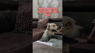 To chashma kisne todadoglover Labradorpetlover trending videoshorts [upl. by Laflam]