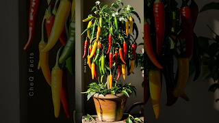 How to Grow Chili Pepper 🌶️ at Home plants shorts satisfying [upl. by Sik]