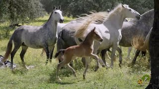 El día a día de la Yeguada Nadales en Espiel [upl. by Kciremed899]