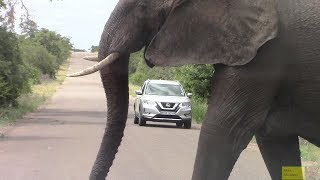 Large Angry Elephant Road Block In Kruger Park [upl. by Nilekcaj]