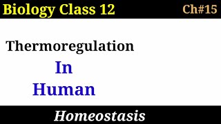 Thermoregulation in human Class 12 Biology  Homeostasis [upl. by Jolda]