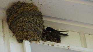 Swallows taking over wasps nest [upl. by Armahs]