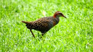 Buffbanded Rail Gallirallus philippensis 2 [upl. by Nahsar588]