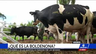 COC advirtió sobre presencia de boldenona en la carne pero ¿qué es esta sustancia [upl. by Pancho]