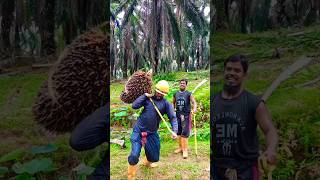 Lifting palm fruit is a bit difficult for tall peopleviralshortpalmtreesmalaysiafarmingpalm [upl. by Guarino]