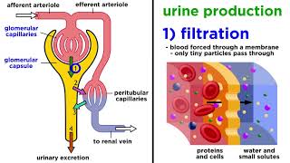 The Urinary System [upl. by Astred]