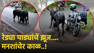 Roads Riddled With Stray Cattle And Cow Dung Canacona Residents Demand Answers  Goa365 TV [upl. by Netsryk]