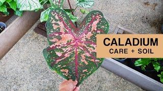 MY CALADIUM PLANTS  Caladium hunting Mix your own caladium soil and care tips [upl. by Adnilym]