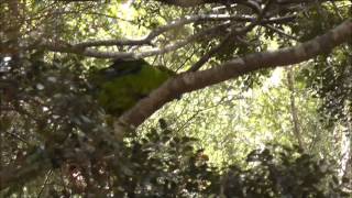 Kakariki the yellowcrowned parakeet [upl. by Surat]