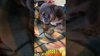 puppy bulldog puppy heavypaws bulldog pawbaby frenchbulldog pawsnclaws frenchie pawsome [upl. by Tound542]